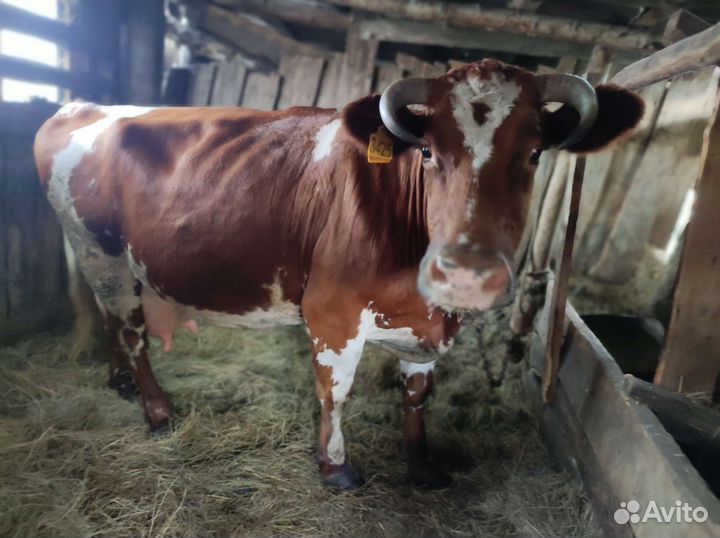 Корова Дуня