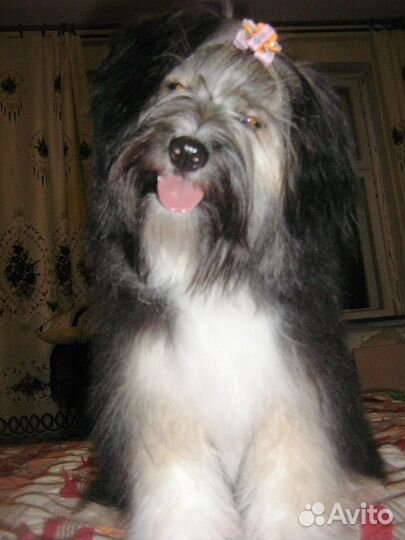 Домашняя гостиница для собак. Выгул собак