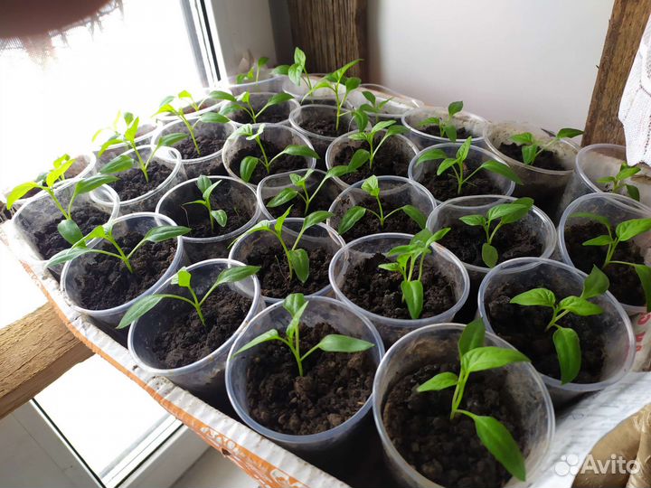 Рассада баклажан, томатов, перцев