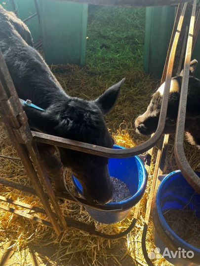 Телята бычки скот с доставкой до двора