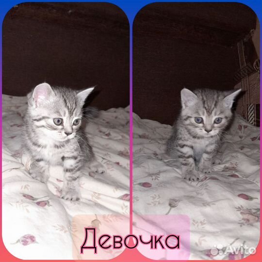 Котята в добрые руки, 1 мальчик и 2 девочки