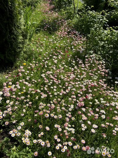 Маргаритки