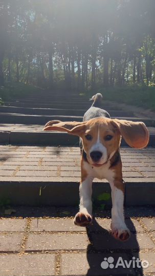 Щенки бигль девочка