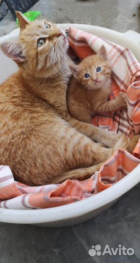 Котята в дар