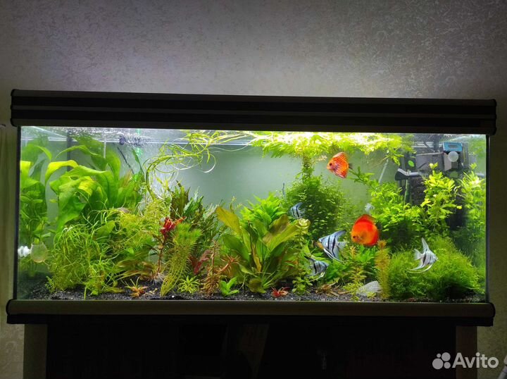 Аквариумные Растения Креветки Рыбки Корм Хелена