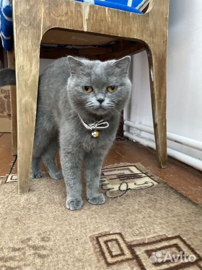 Британская короткошерстная кошка