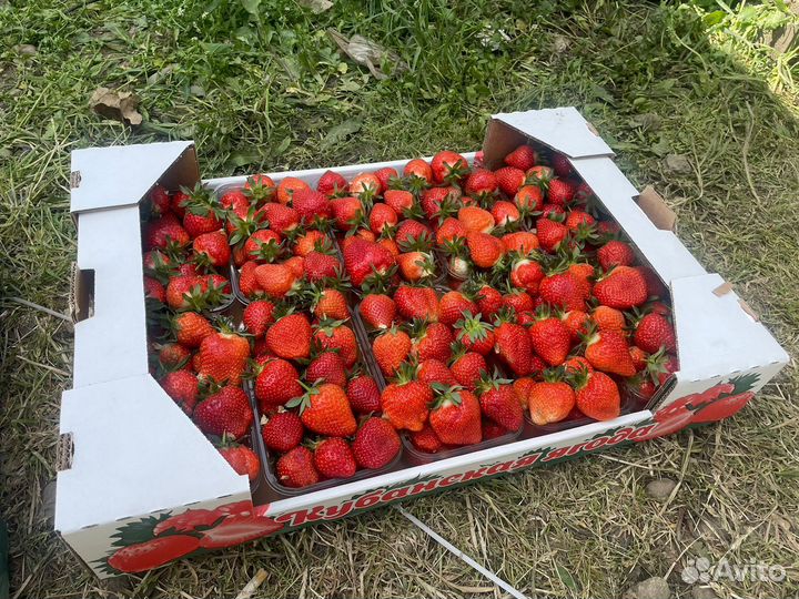 Свежая Клубника из Краснодара оптом от50кг Иркутск
