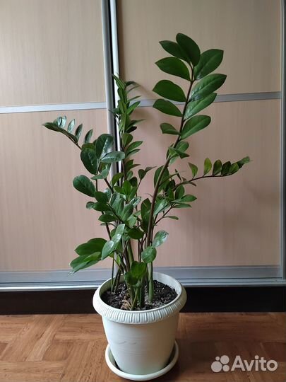 Замиокулькас и драцена