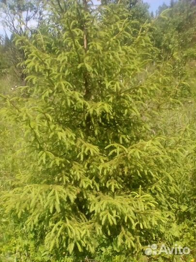 Продам елку привезена из Перми до 4 х метров, возм