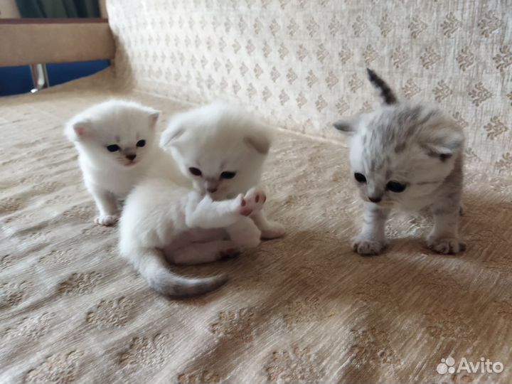 Шотландские вислоухие котята