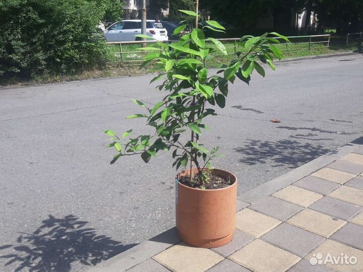 Мандариновое дерево с плодами