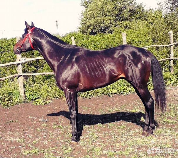 Чк производитель