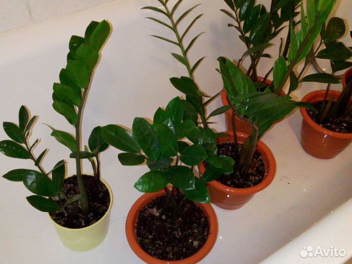 Замиокулькас долларовое дерево