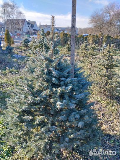 Ель голубая, зеленая. Туи колумна, брабант