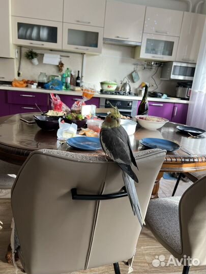 Передержка животных (птицы, грызуны, кошки)