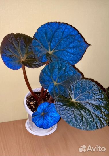 Бегония Xanthina Hook var Lazuli