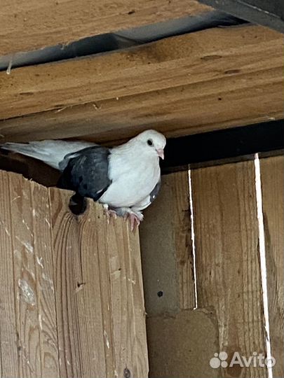 Продажа голубей