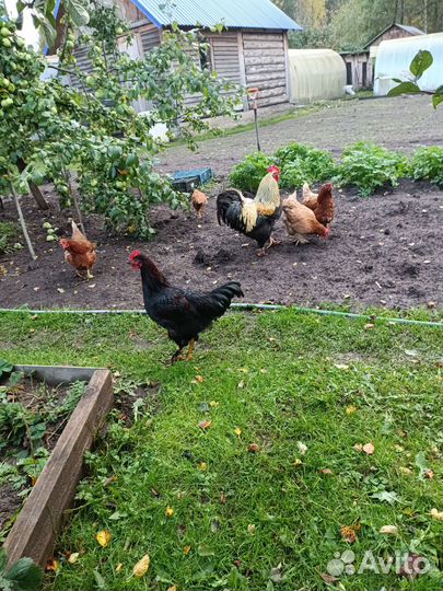 Молодые петушки