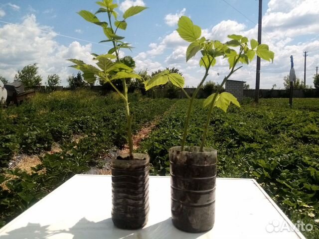 Саженцы ремонтантной малины зкс