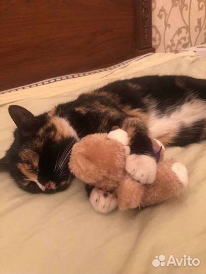 Кошка трехцветка нестандартного раскраска