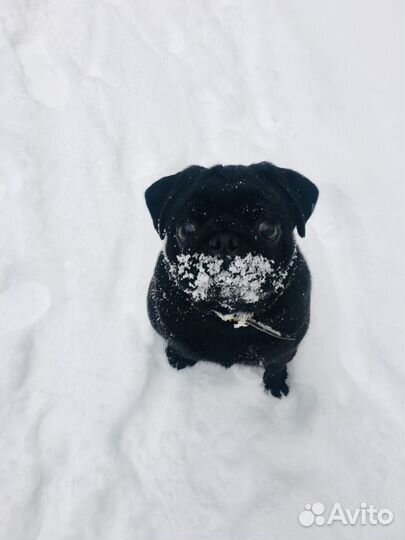 Мопсик вязка