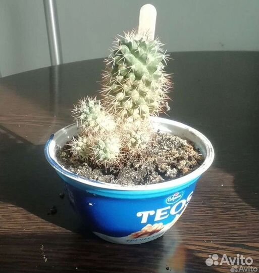 Саккуленты