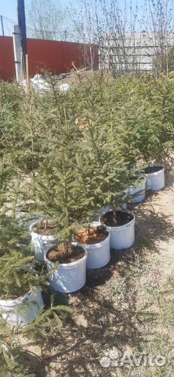 Ель голубая, пихта, кедр, рябина. Саженцы