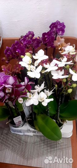 Орхидея мини
