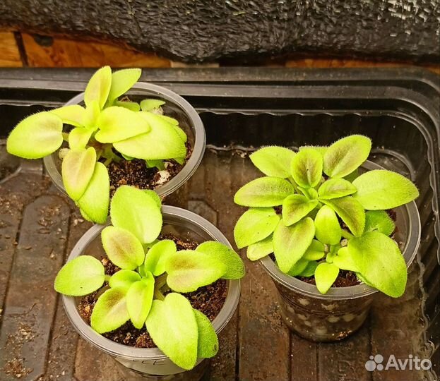 Фиалка мини трейлер