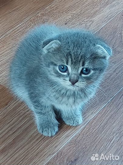 Отдам котят в добрые и надежные руки