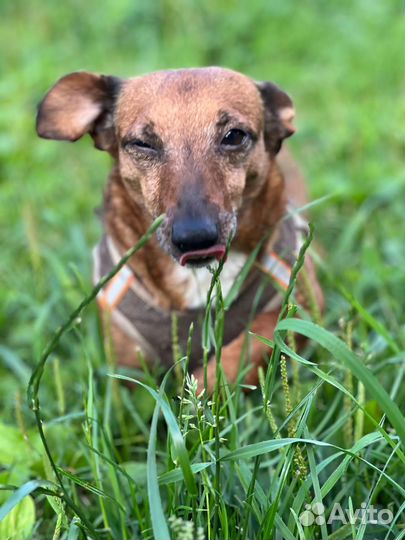 Отдам маленькую собачку в дар