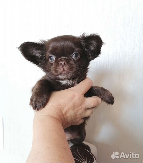 Девочки Чихуахуа