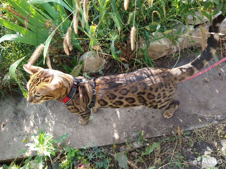 Бенгальский кот на вязку