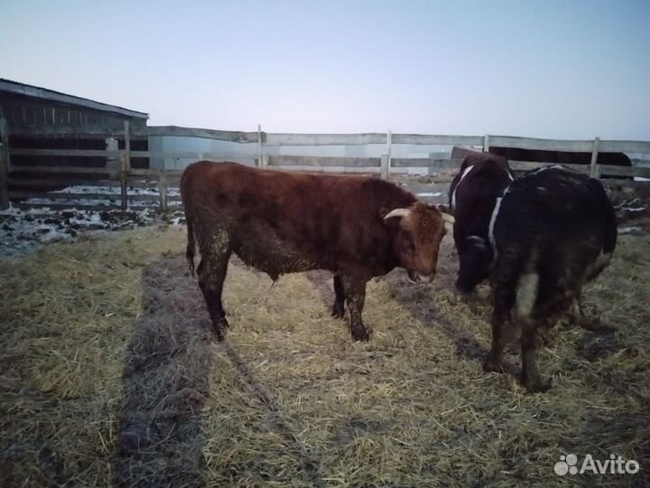 Быки на мясо