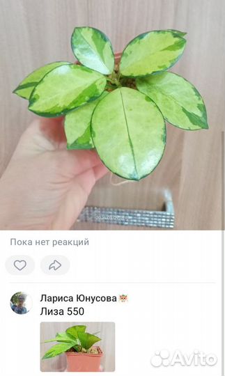 Хойи продажа