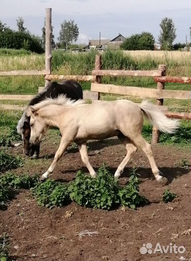 Шетлендский пони