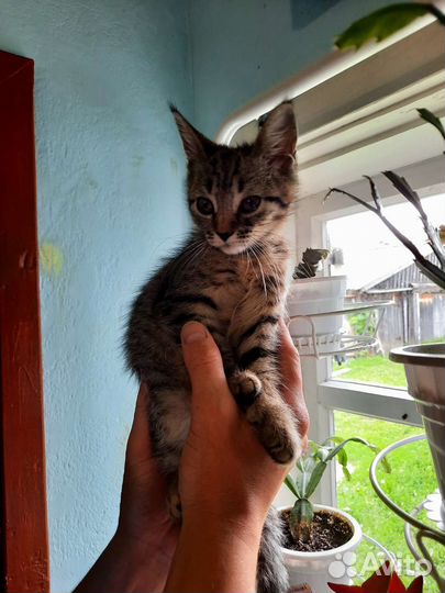 Котята мейн-кун