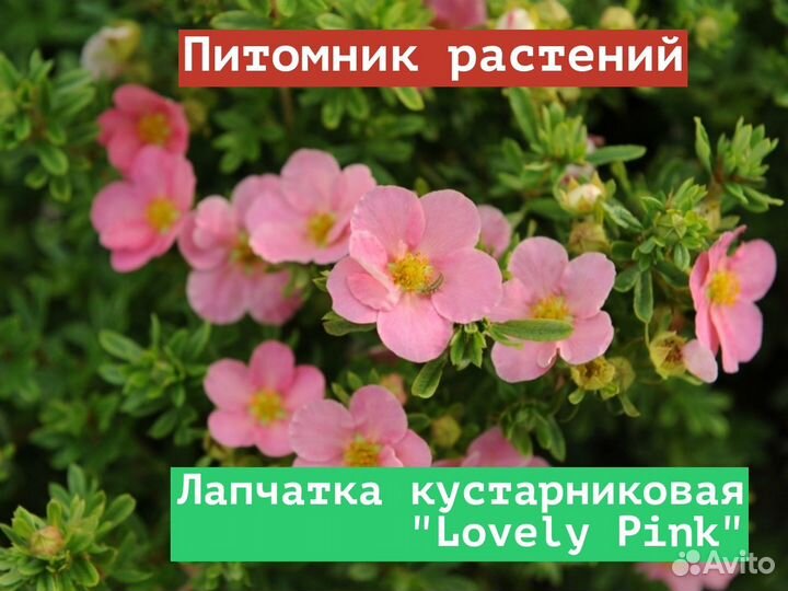 Саженцы Лапчатка кустарниковая Lovely Pink