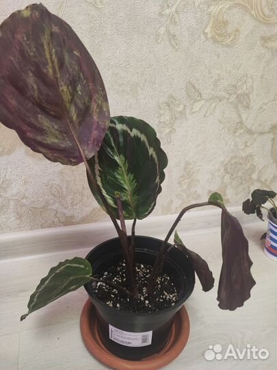 Калатея медальон