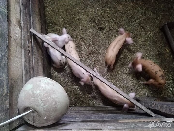 Поросенок Дюрок ландрас