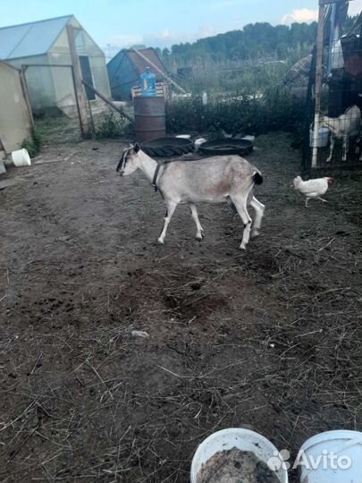 Козочки альпийские