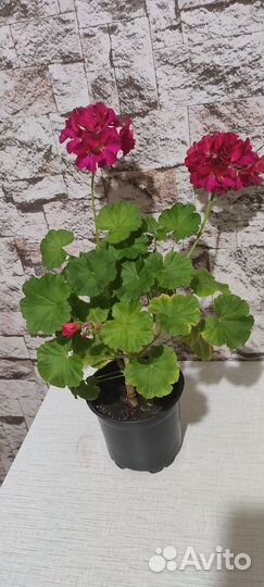 Пеларгония герань