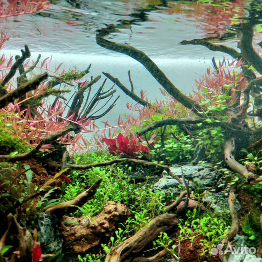 Аквариумные растения