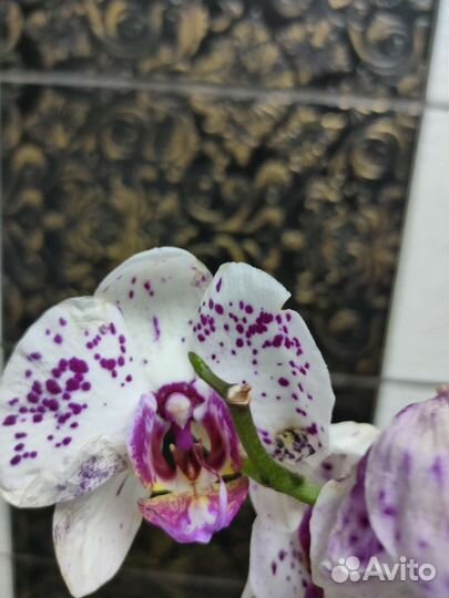 Орхидея фаленопсис