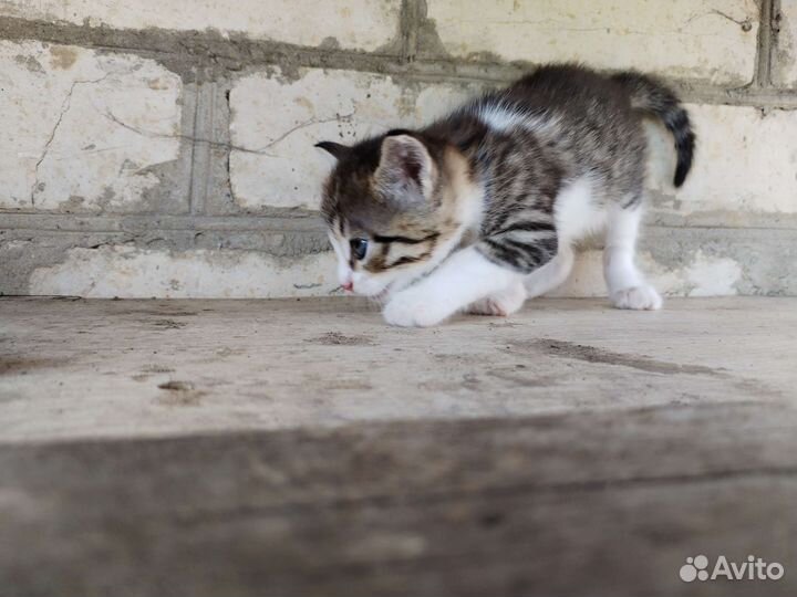 Кошка в дар бесплатно