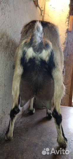 Коза дойная