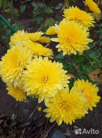 Хризантемы