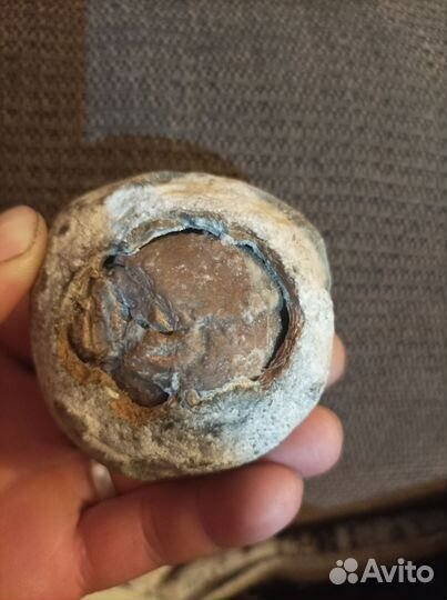 Окаменелости динозавров