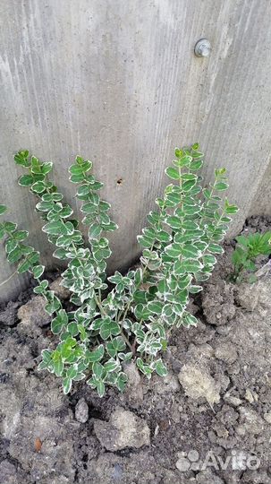 Бересклет в ассортименте