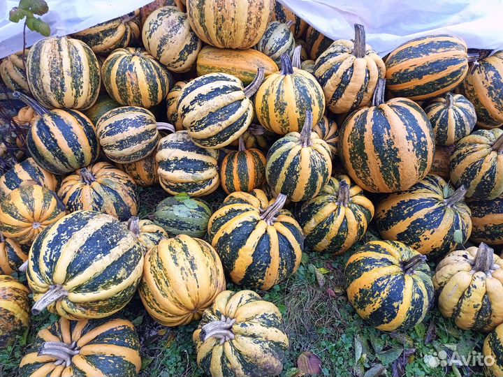 Тыква оптом